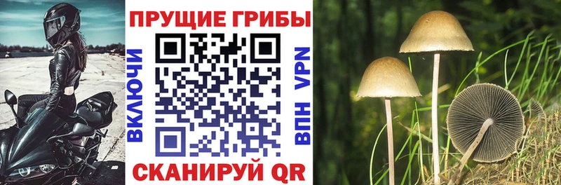 Псилоцибиновые грибы прущие грибы  Дубна 